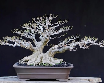 Ficus microcarpa Bonsai with Real Picture small size