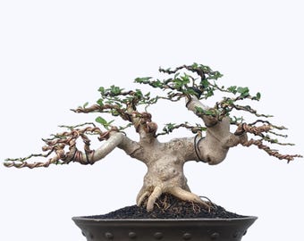 Premna Microphylla Bonsai Beautifull Tree Real Picture