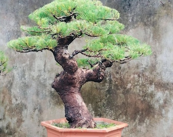 Bonsai Casuarina equisetifolia großer echter Bild-Zypressen-Bonsaibaum 26 Jahre alt