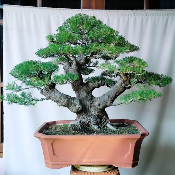 Bonsai Casuarina Equisetifolia Big Real Picture Cypress Bonsai Tree 35  Years Old