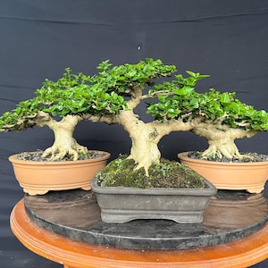 アデニウム アラビカム オメガ盆栽 大きな実物植物 - Etsy 日本