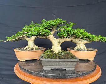 Calliandra Bonsai Uniq Style Real Picture Living Tree - Etsy