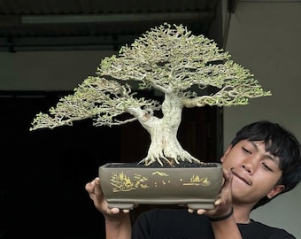 Premna Microphylla Bonsai Tree Beautifull Bonsai Tree