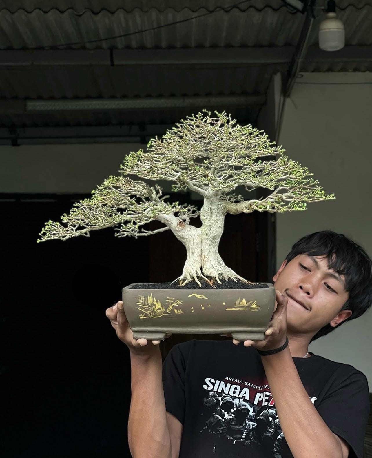 Premna Microphylla Bonsai Tree Beautifull Bonsai Tree