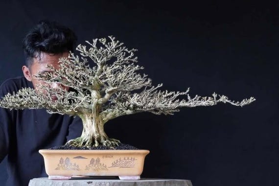 Blue Bell Bonsai Tree Height 40 Cm Collector Bonsai With Purple Flower Real  Picture - Etsy