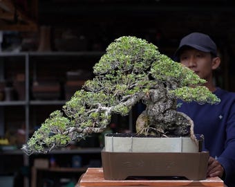 Phempis Accidula on the Rock Rare Bonsai Tree Real Picture - Etsy