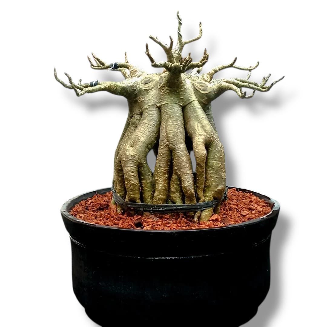 hedera indoor plant English Ivy: Hedera Helix - 6" Pot