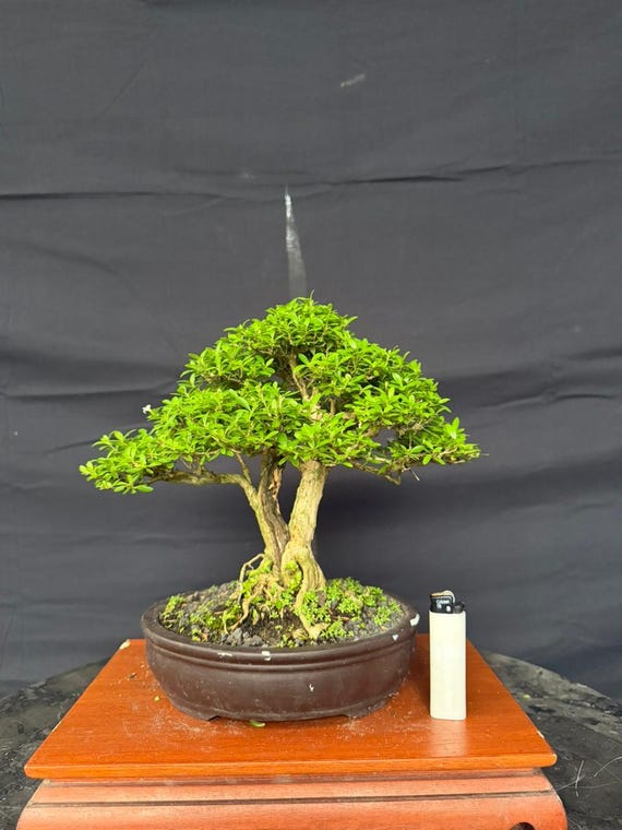 Serissa Foetida Bonsai Actual Picture - Etsy Israel