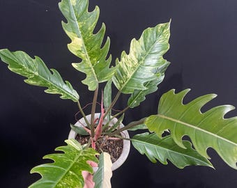 Real Picture Philodendron Caramel Marble Variegated Big Size