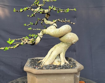 Premna Microphylla Bonsai Actual  Picture style semi cascade