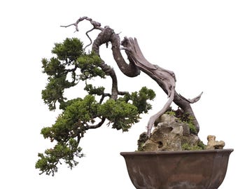Echtes Bild Bonsai Wacholder Sargentii Original Deadwood | Zypresse Bonsai Baum