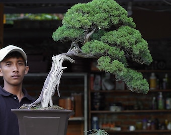 Echtes Bild Bonsai Wacholder Sargentii Original Totholz Alter Baum | Bonsai Zypresse Mittel