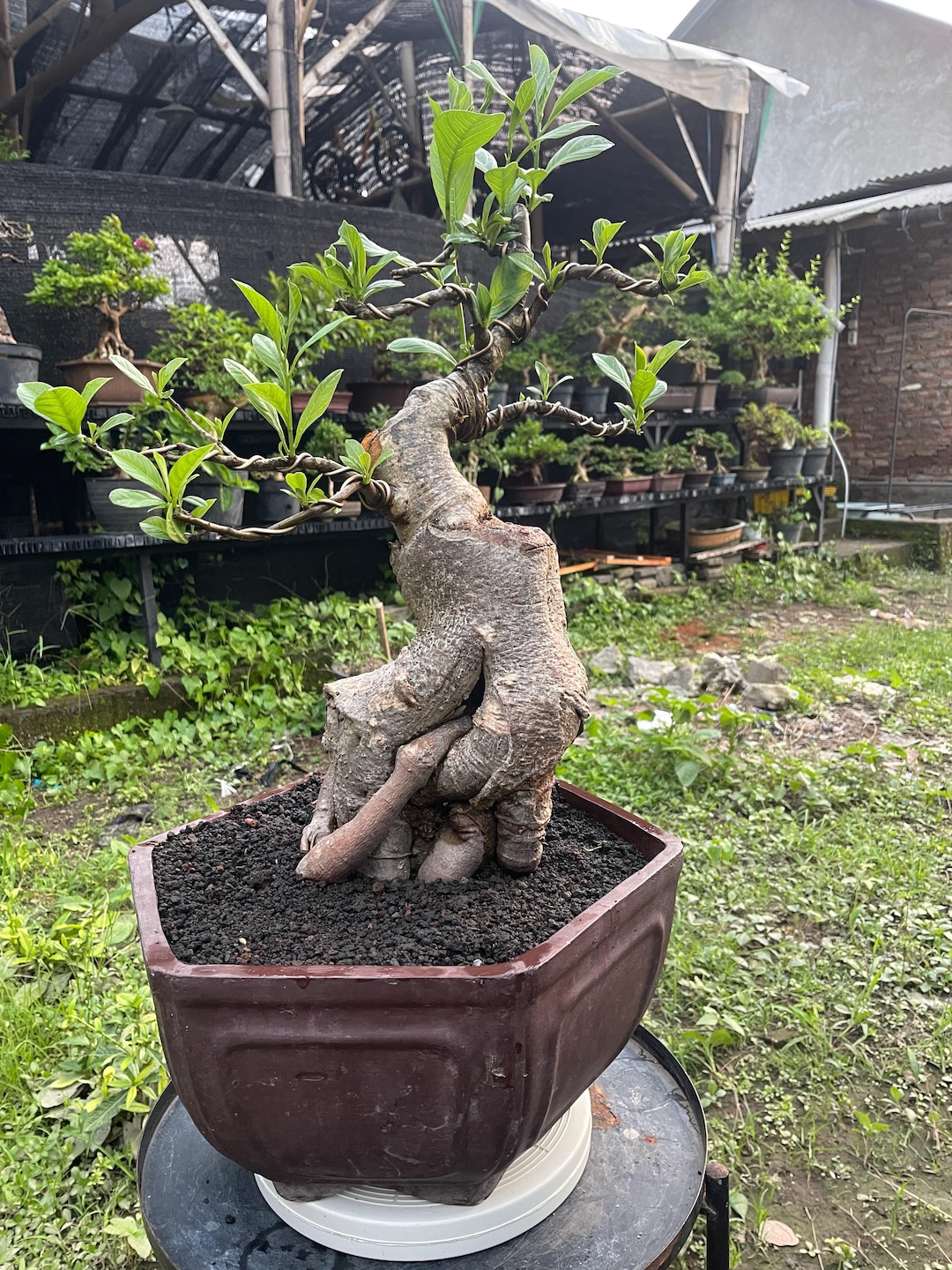 Rare Baobab Bonsai Tree: Adansonia Small Size - Etsy