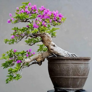 Puede incluir: Un bonsái de buganvilla con un tronco grueso, texturizado y de color claro, con ramas que se extienden horizontalmente. El árbol presenta flores púrpuras vibrantes y pequeñas hojas verdes, plantado en una maceta de cerámica redonda de color marrón oscuro con patrones en relieve.