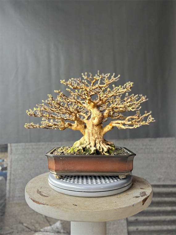 Water Jasmine Bonsai Tree: Wrightia Religiosa medium