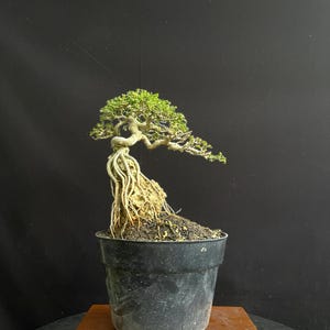 May include: A bonsai tree with a green, leafy canopy and exposed roots. The tree is planted in a black plastic pot, sitting on a small wooden stand. The background is a solid black.
