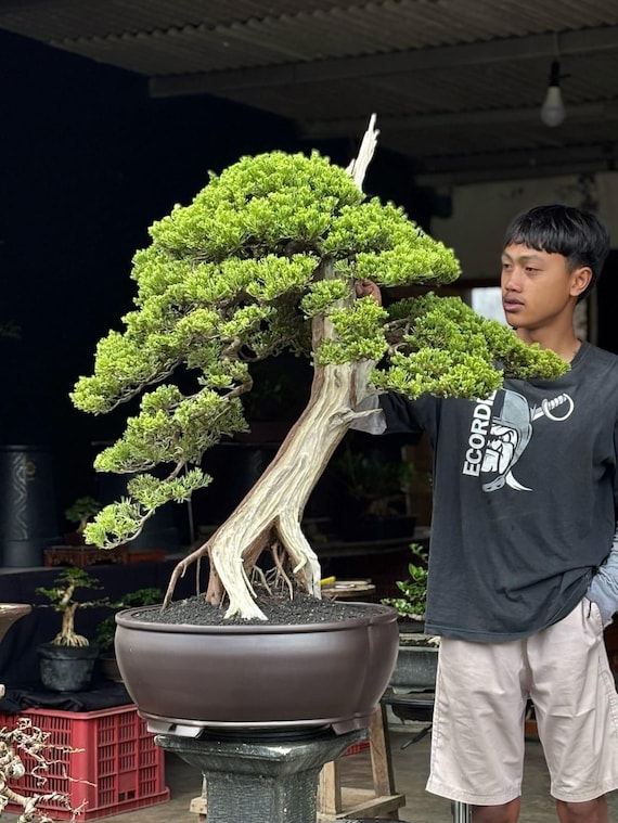Real Picture Bonsai Junipers Sargentii Big Size Original Deadwood | Cypress Bonsai  Tree - Etsy