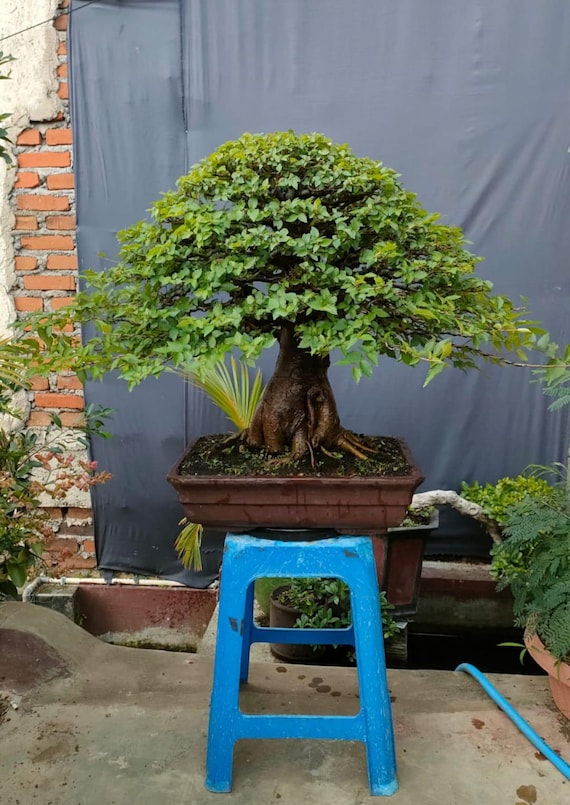 Rare Japanese Elm Bonsai Actual Picture Zelkova Bonsai Tree - Etsy Canada