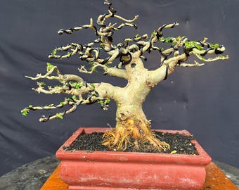 Bonsái Premna Microphylla (imagen real, estilo pequeño)
