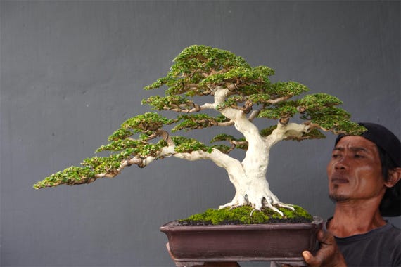 Premna Microphylla Bonsai Baum: Echte Lebende Pflanze medium - Etsy.de