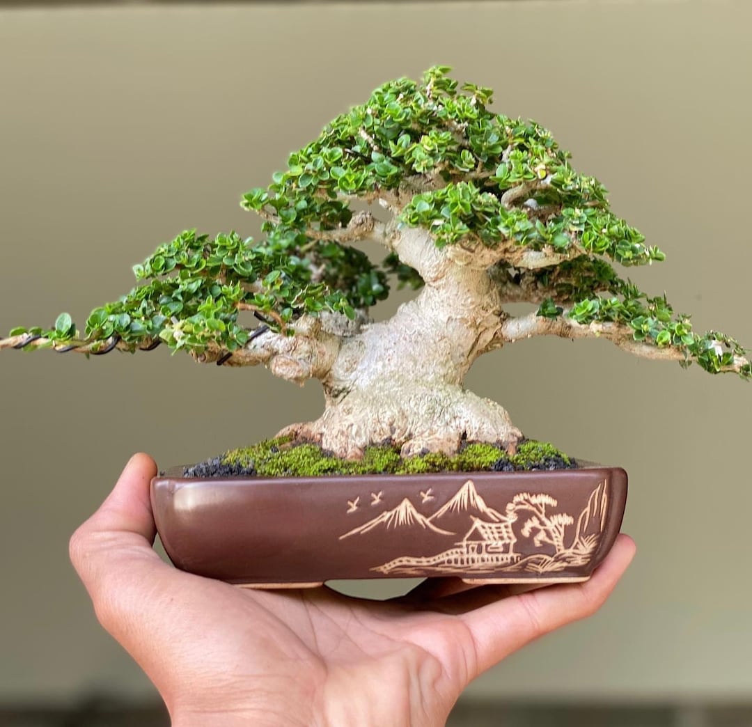 Bonsai Premna Microphylla Beautifull Tree Real Picture Old Tree - Etsy