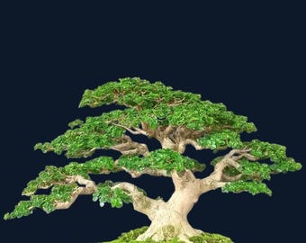 Premna Microphylla Bonsai Life Tree Real Picture