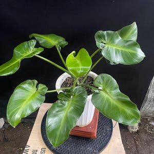 Puede incluir: Una planta de interior verde con hojas grandes y brillantes en una maceta blanca. La planta está sentada en una mesa de madera marrón y negra.