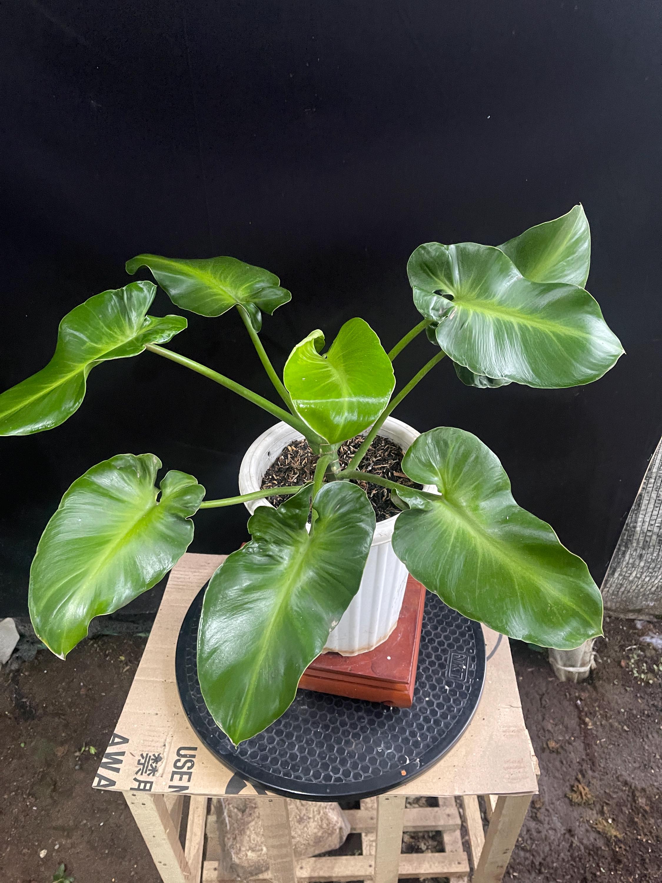 Philodendron rugosum - Etsy 日本