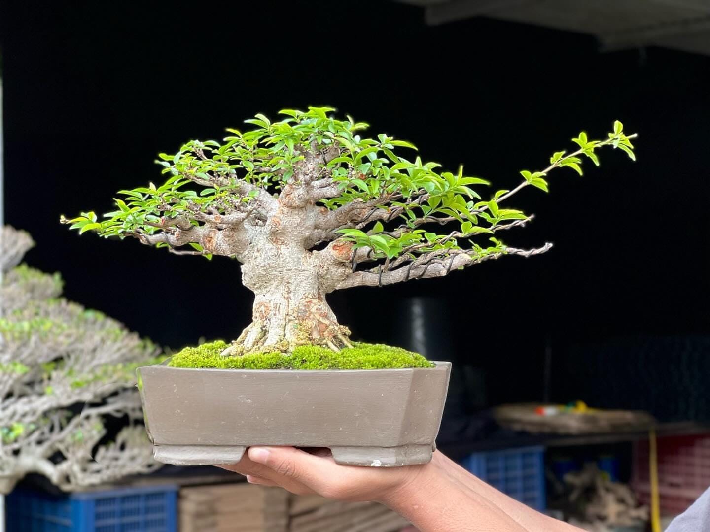 Water Jasmine Bonsai Tree: Wrightia Religiosa - Etsy