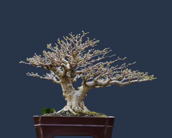 Water Jasmine Bonsai Real Picture Wrightia Religiosa Bonsai - Etsy