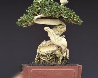 Serissa Tanuki Bonsai small Actual  Picture