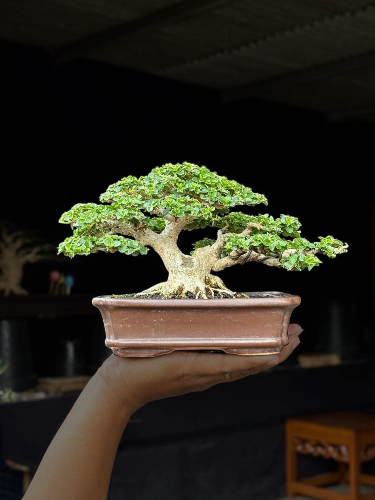 bonsai plants for sale near me Willow Ficus Bonsai 35+ Years main image 1