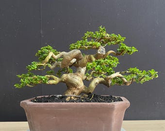 Bonsai Premna Microphylla Real Picture Bonsai Sancang