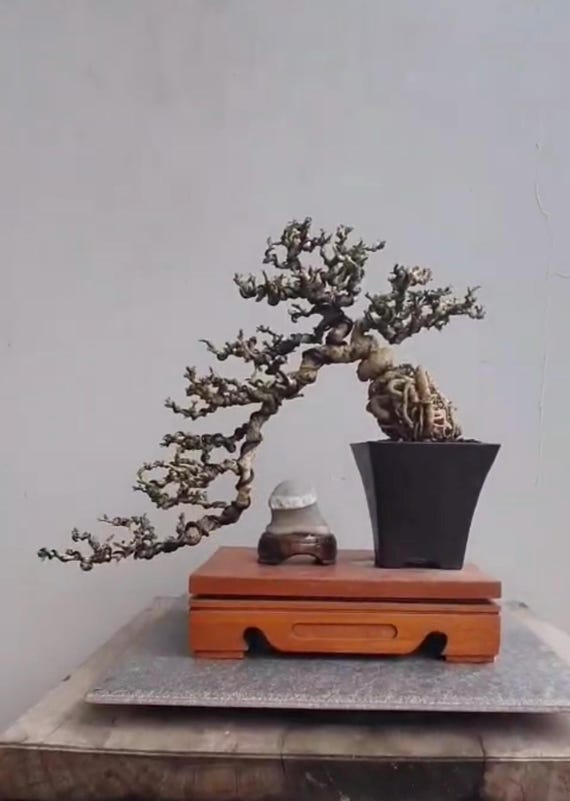 Real Picture Bonsai Ehretia Micro Cacade Style | Carmona Retusa Bonsai -  Etsy Israel