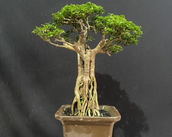 Premna Microphylla Bonsai Beautifull Tree Real Picture Premna Bonsai Tree height 40cm
