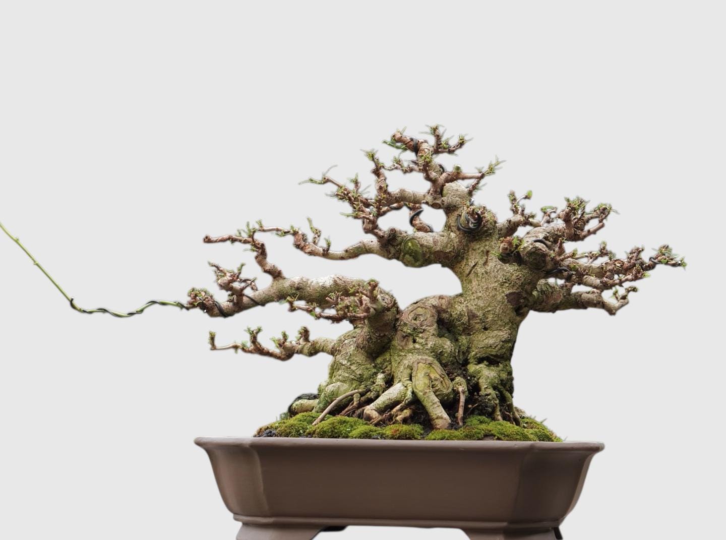 Rare! Phyllanthus Reticulatus Bonsai Old Actual Tree - Etsy