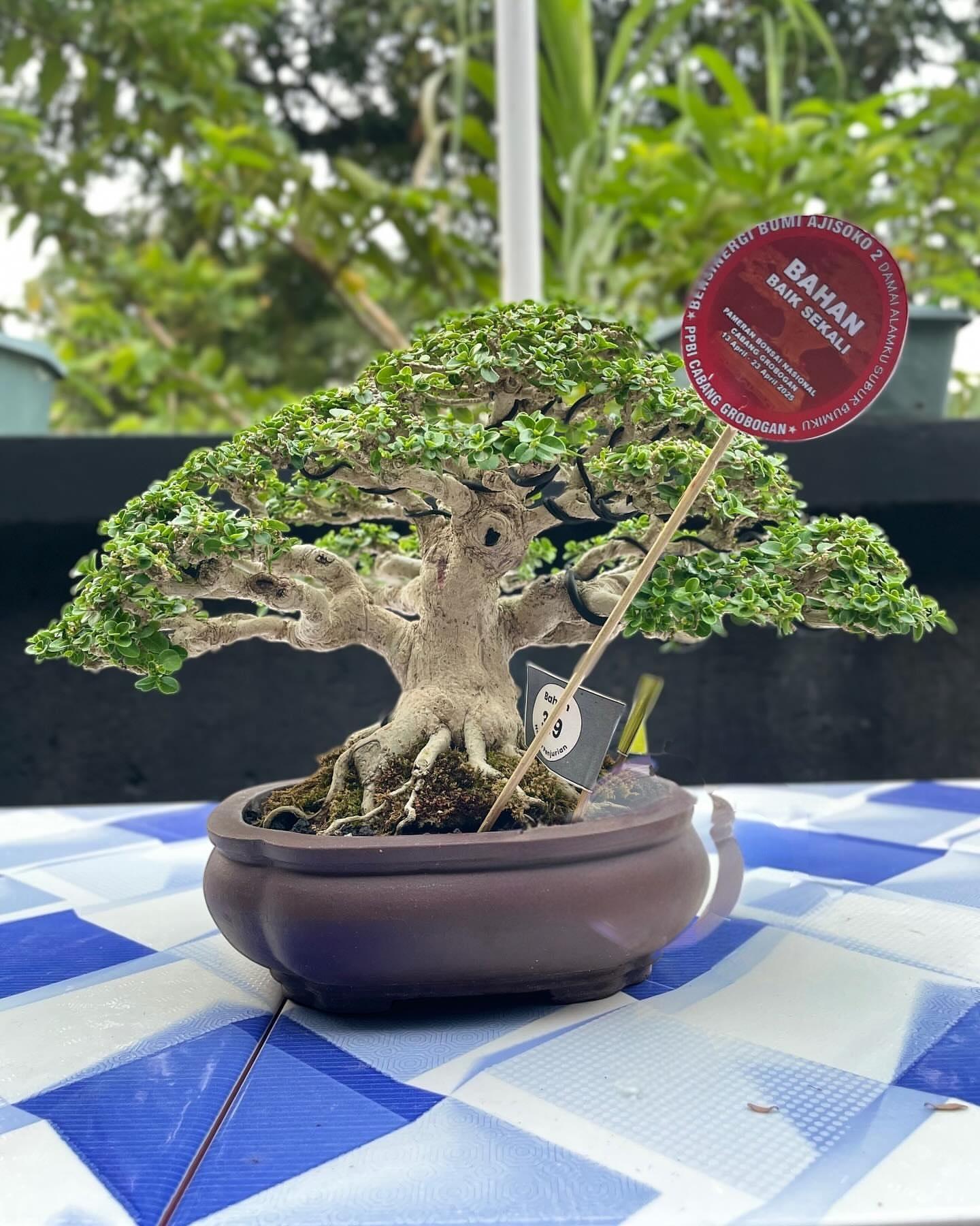 bonsai trees 3 Baldcypress Bonsai Tree 3 – Bella Bonsai Nursery main image 1