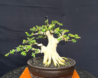 Premna Microphylla Bonsai Actual  Picture