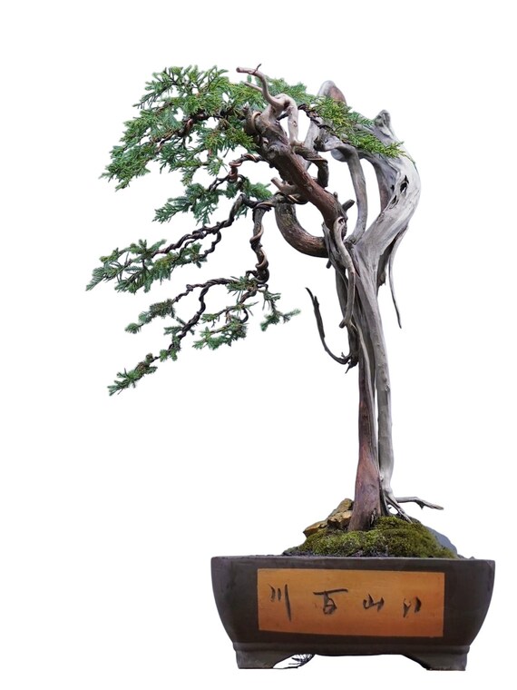 Real Picture Cupressus Papuanus Bunjin Style | Cypress Bonsai Tree - Etsy  Israel