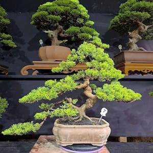 Op de afbeelding: Een levendige groene bonsai boom met een gedraaide stam en weelderig gebladerte, tentoongesteld in een rechthoekige, lichtbruine pot. De boom staat op een decoratieve houten standaard, die de kunst van de bonsai-cultuur laat zien. Andere bonsai bomen zijn zichtbaar op de achtergrond.