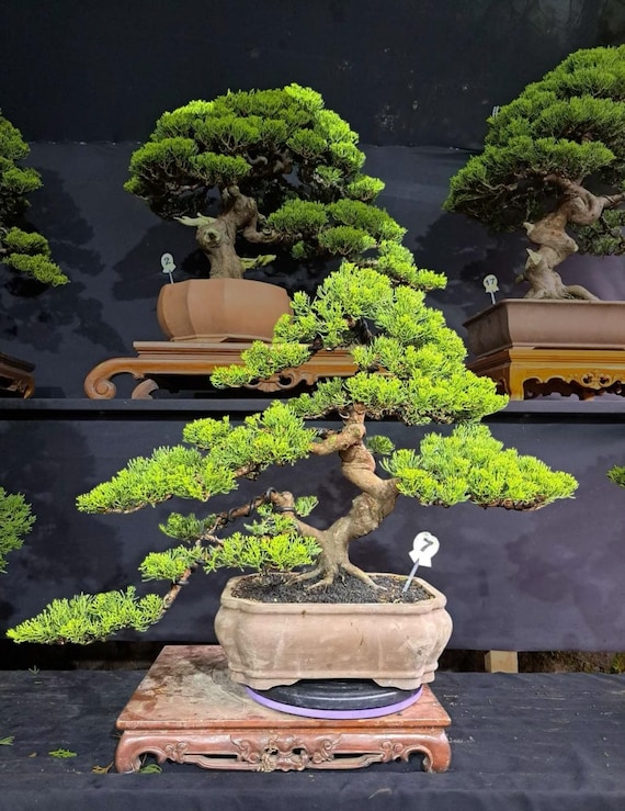 Prawdziwe zdjcie jaowca Chinensis Bonsai | Drzewo Bonsai cyprysowe - Etsy  Polska
