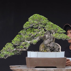 Könnte beinhalten: Ein Bonsai-Baum mit einem kaskadierenden, asymmetrischen Design. Der Baum hat einen dicken, strukturierten Stamm und leuchtend grünes Laub. Er ist in einem rechteckigen, hellfarbigen Topf mit braunem Sockel gepflanzt. Der Hintergrund ist einfarbig schwarz.