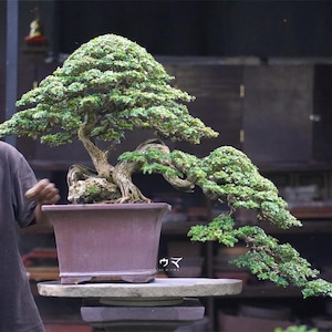 May include: A meticulously crafted bonsai tree with lush green foliage, displayed in a rectangular brown pot. The tree's trunk and branches exhibit intricate shaping. The bonsai is on a stone table.
