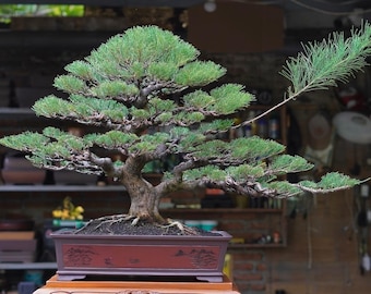Bonsai Casuarina Equisetifolia Big Real Picture Cypress Bonsai Tree 26 Years Old