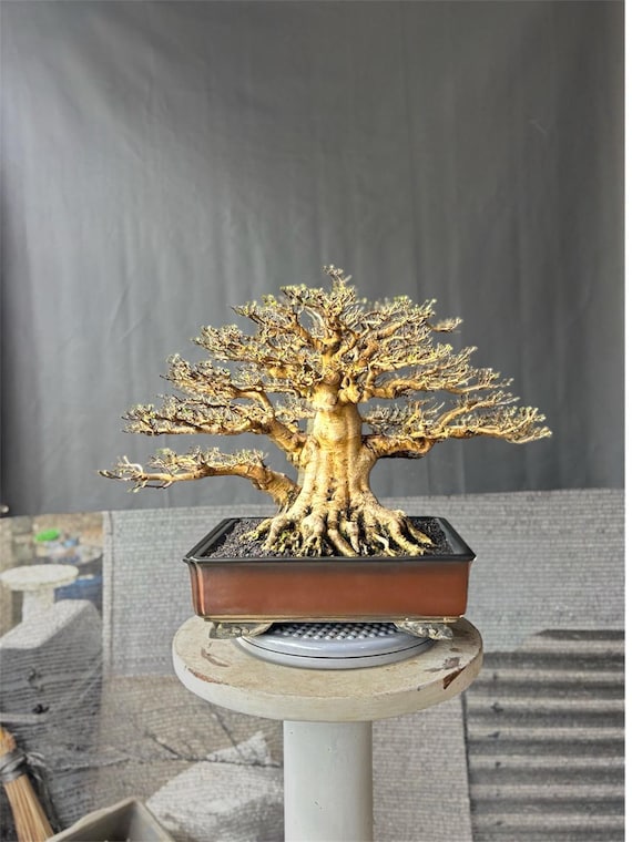 Water Jasmine Bonsai Tree: Wrightia Religiosa medium