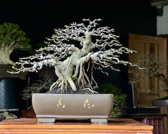 Real Picture Bonsai Ficus Retusa Old Tree