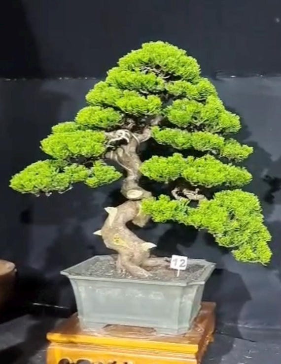 31 Jahre alter Wacholder Sargentii Bonsai Baum - Etsy.de