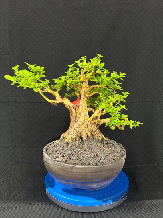 Premna Microphylla Bonsai Beautifull Tree Real Picture - Etsy