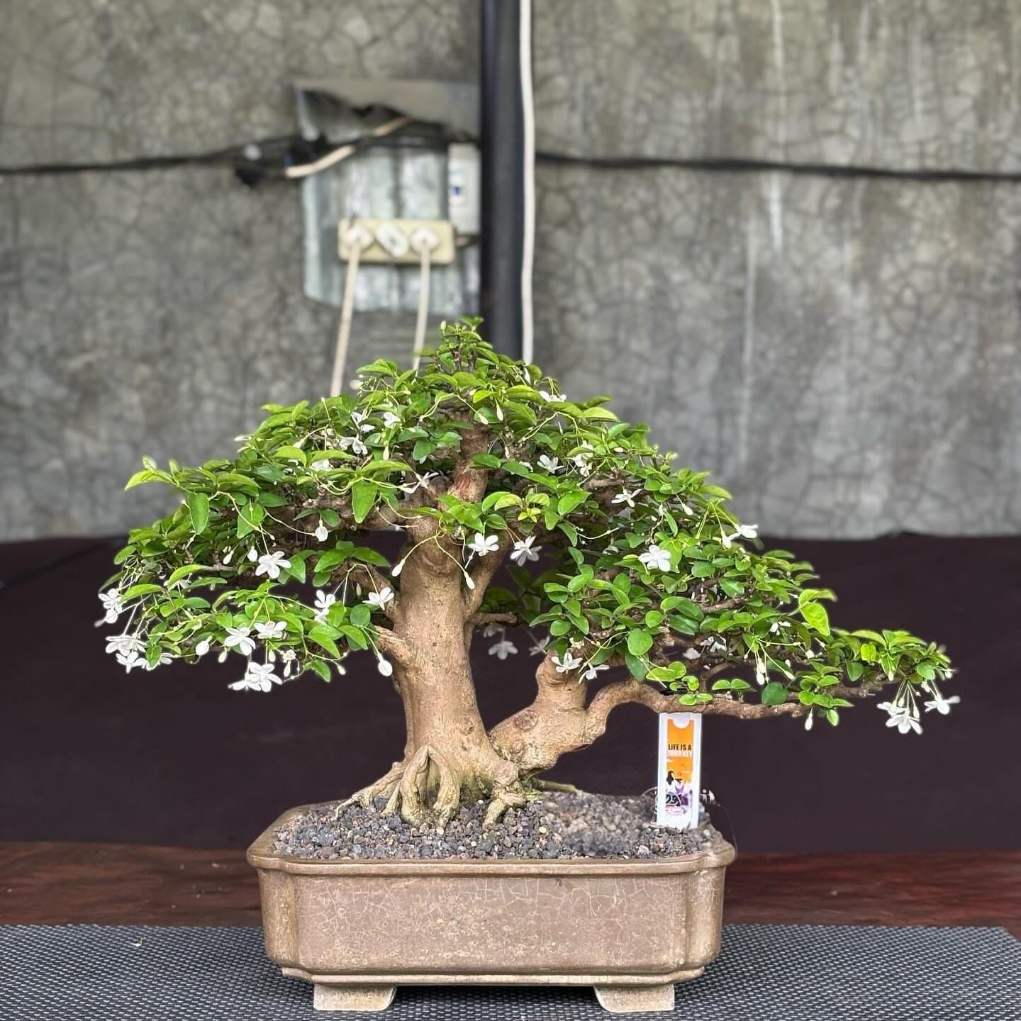 Water Jasmine Bonsai Real Picture Wrightia Religiosa Bonsai