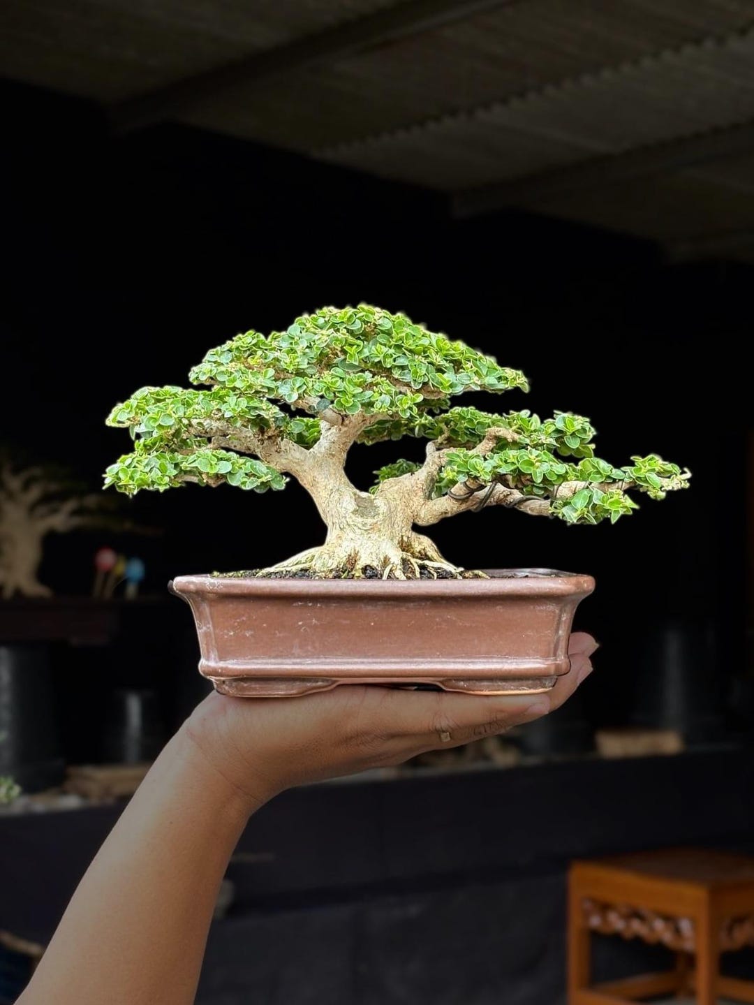 polyscias filicifolia bonsai Snowflake Aralia Bonsai: Polyscias - 6" Pot